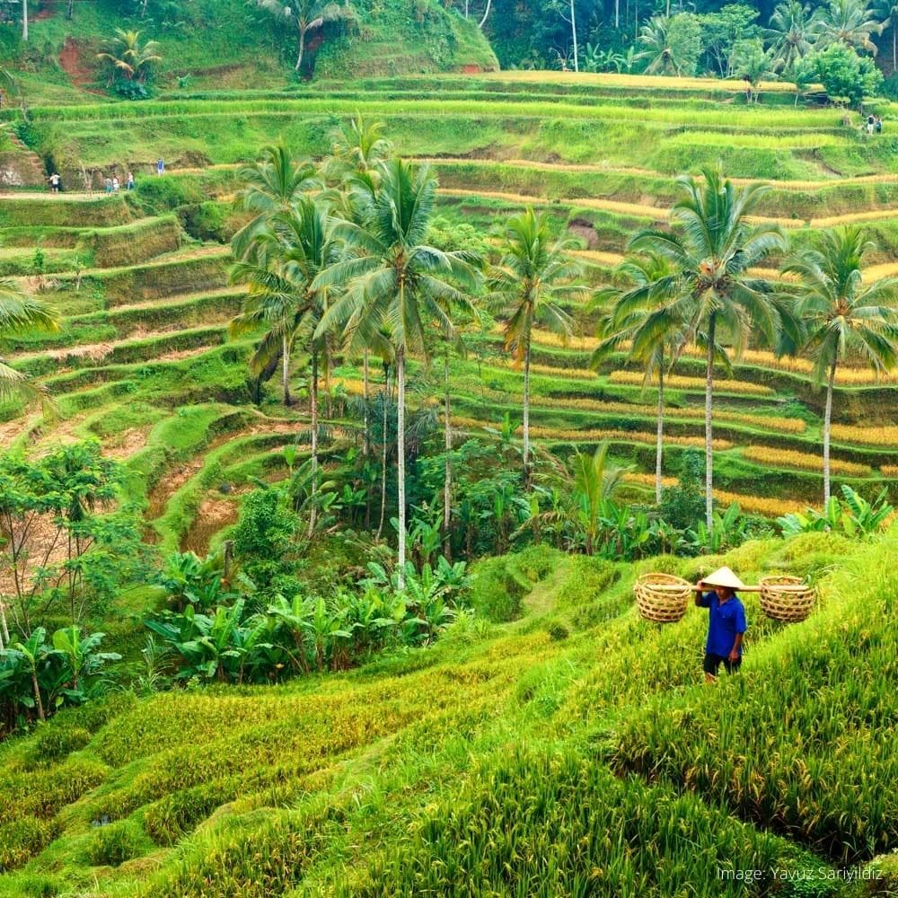 Ubud — 