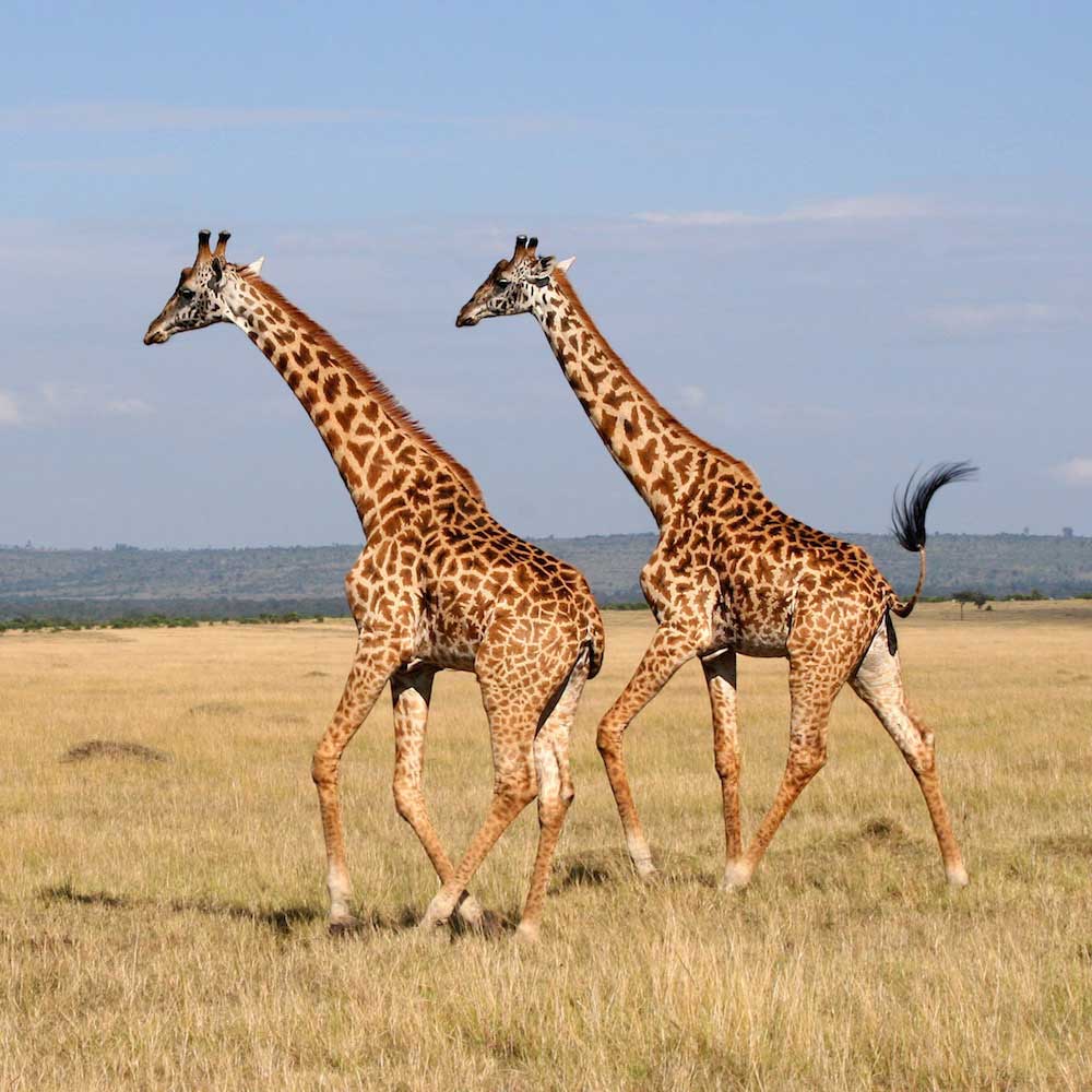 Maasai Mara — 