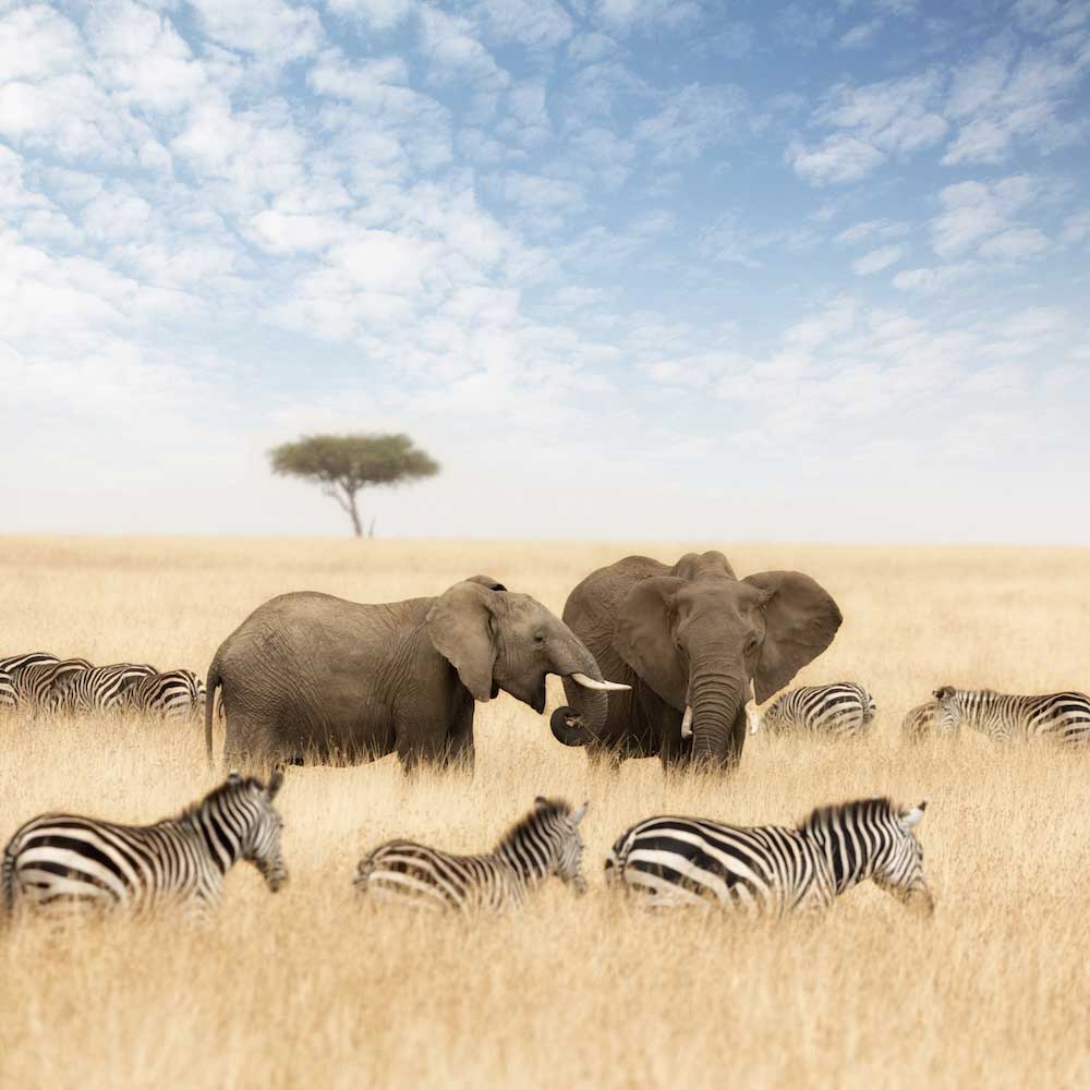 Maasai Mara — 