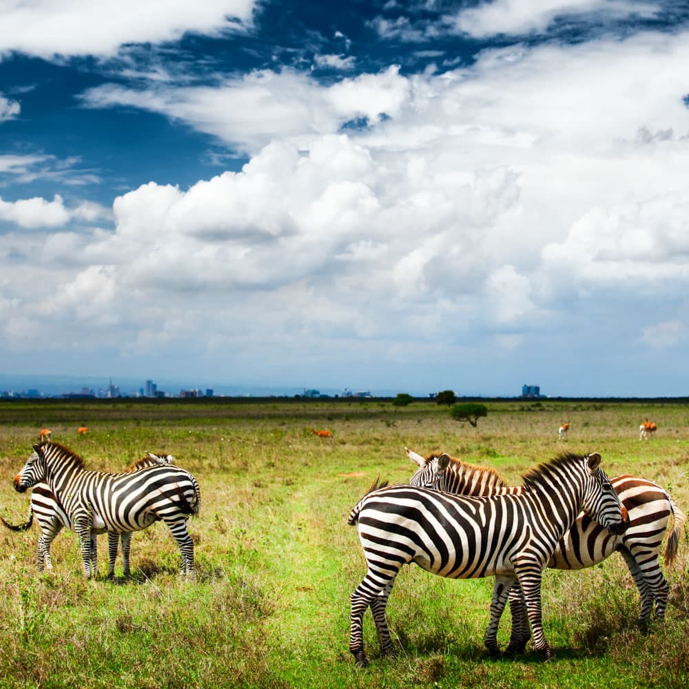 Nairobi National Park — Kenya, Africa