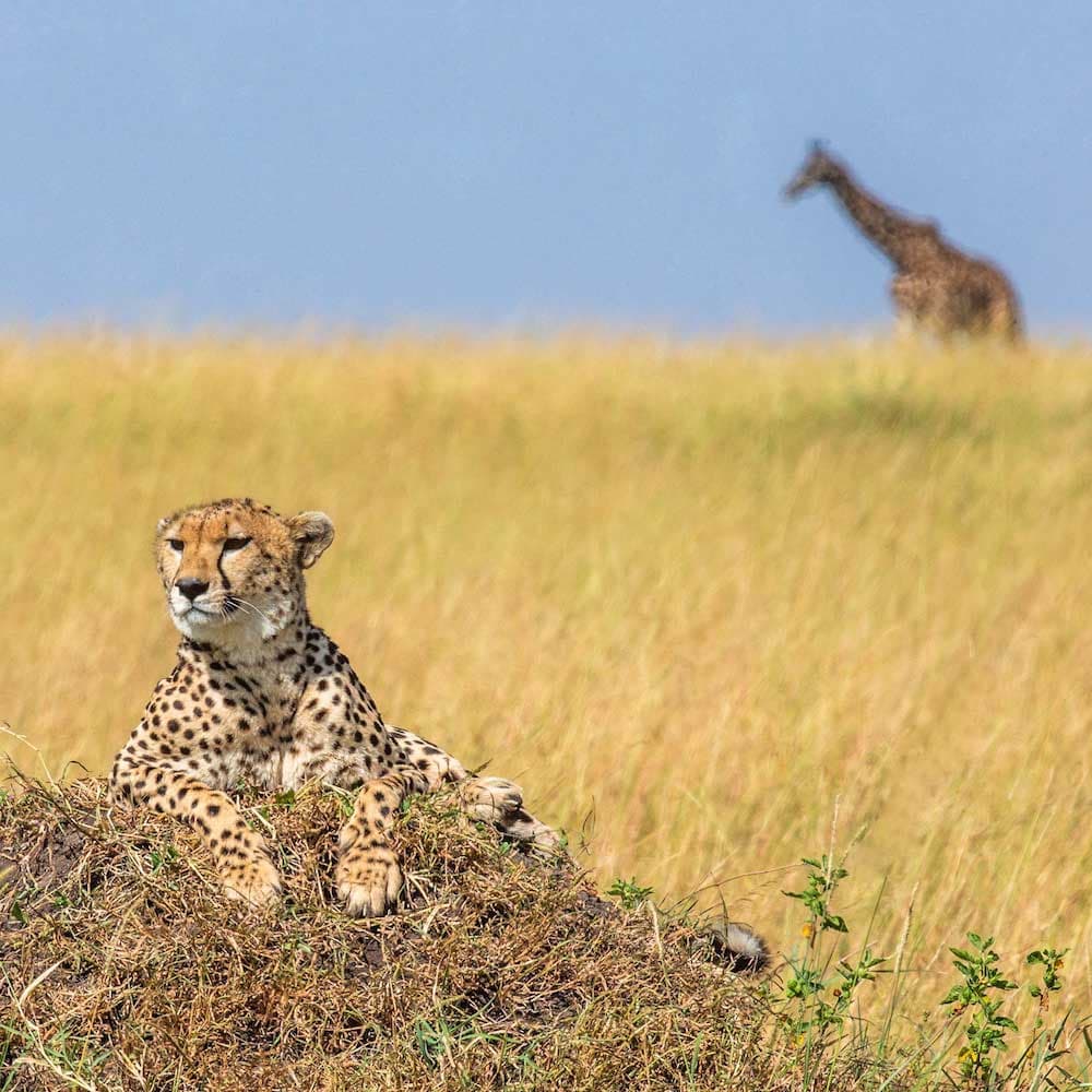 Maasai Mara — 