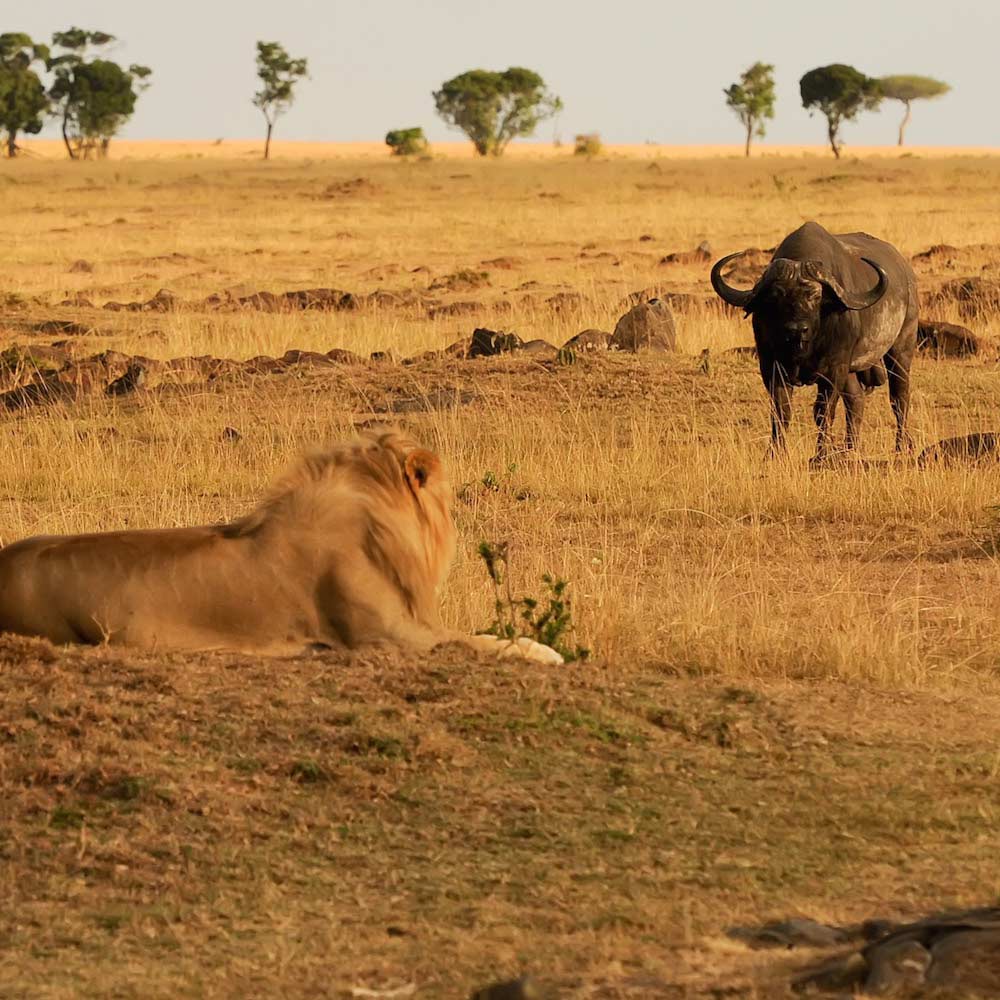 Maasai Mara — 