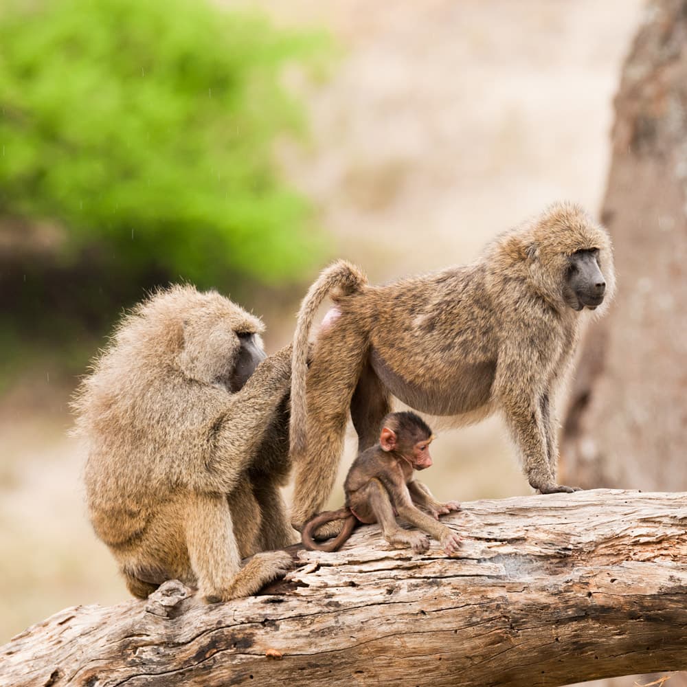 Tarangire National Park — Tanzania, Africa