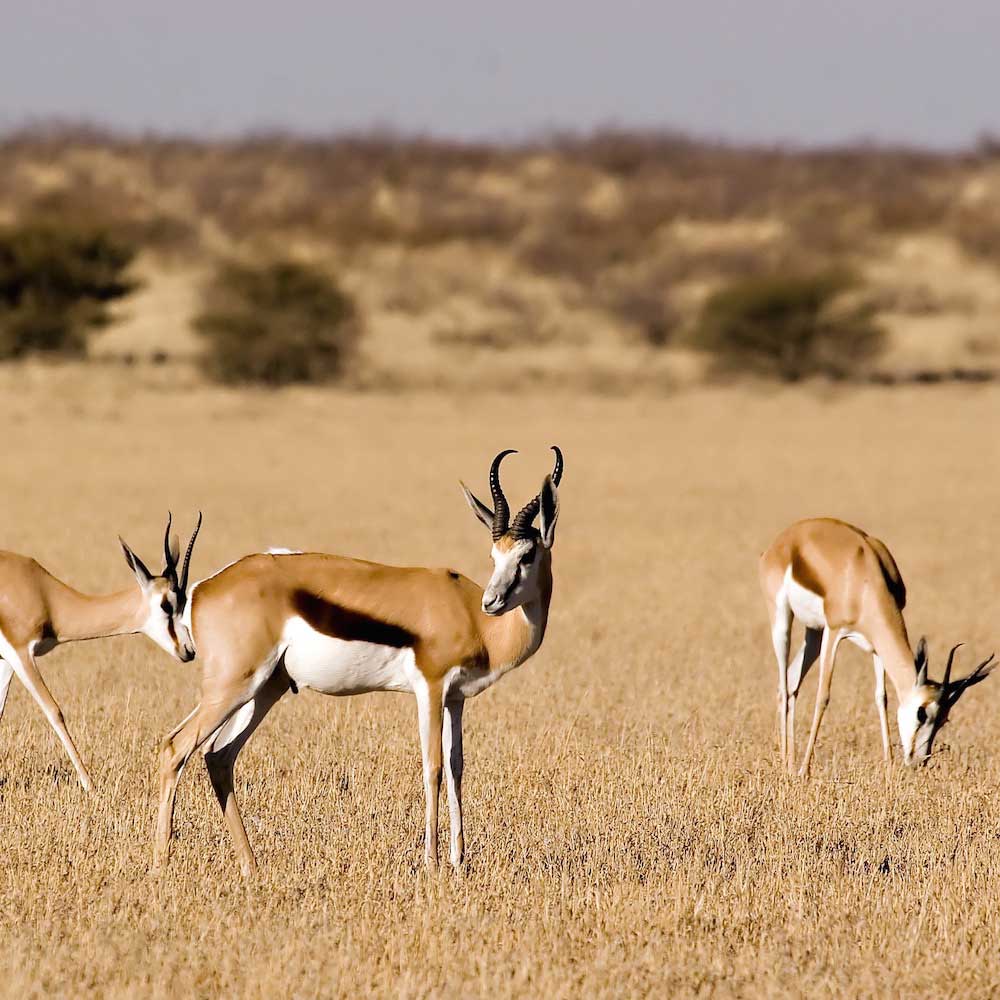 Central Kalahari Game Reserve — Botswana, Africa