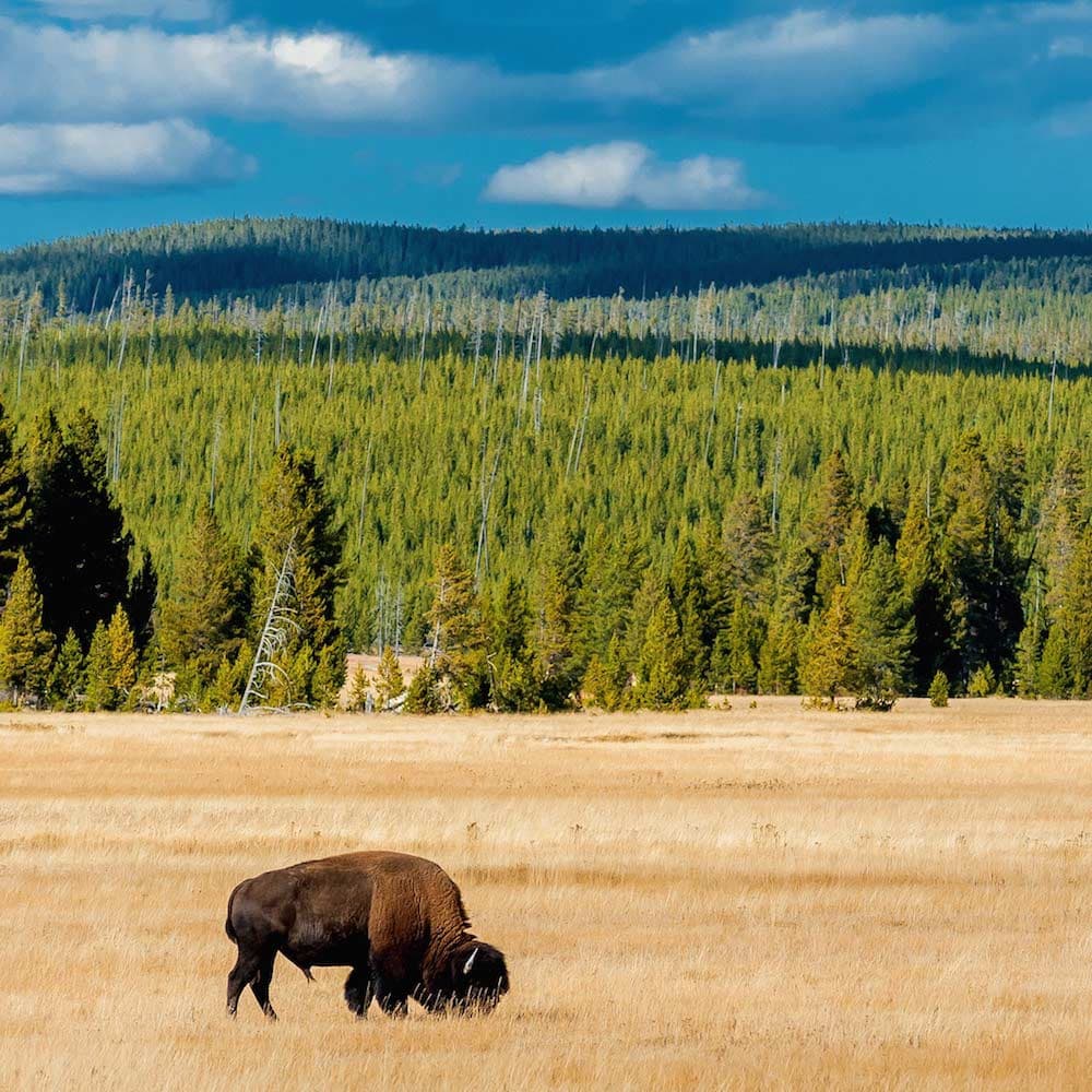 Yellowstone National Park