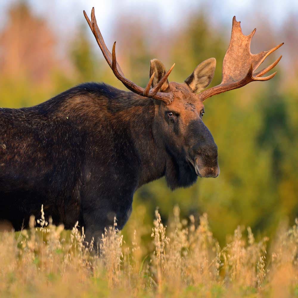 Aroostook County, Maine, United States, North America