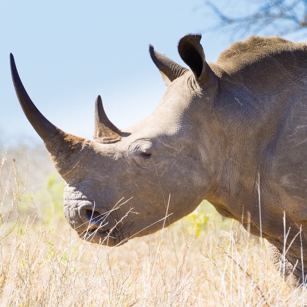 Hluhluwe-Imfolozi Park — South Africa, Africa