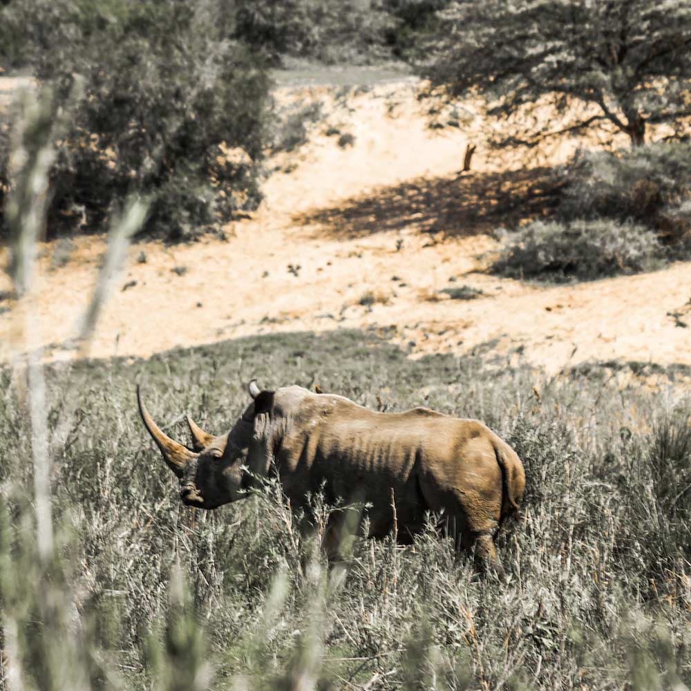 Hluhluwe-Imfolozi Park — 
