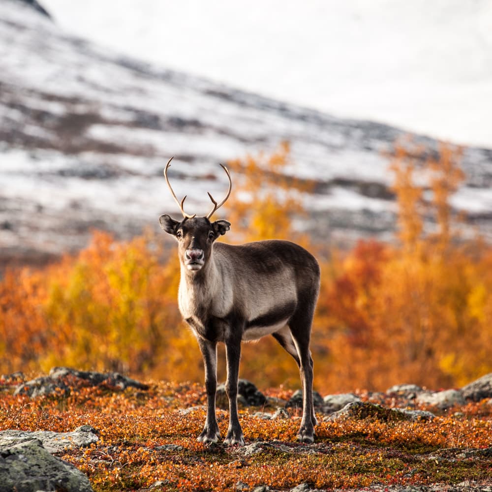 Abisko National Park — Sweden, Scandinavia