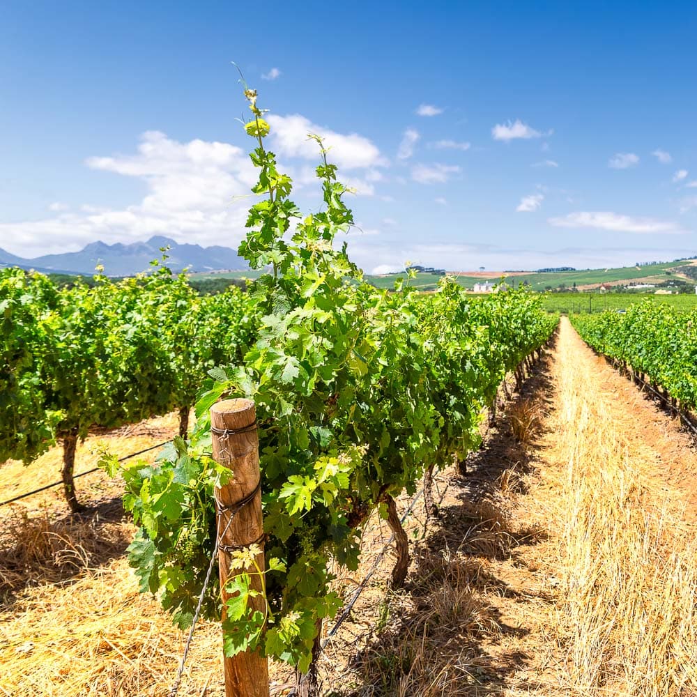 Franschhoek — South Africa, Africa