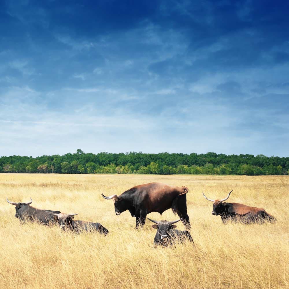 Hortobágy National Park — Hungary, Eastern Europe