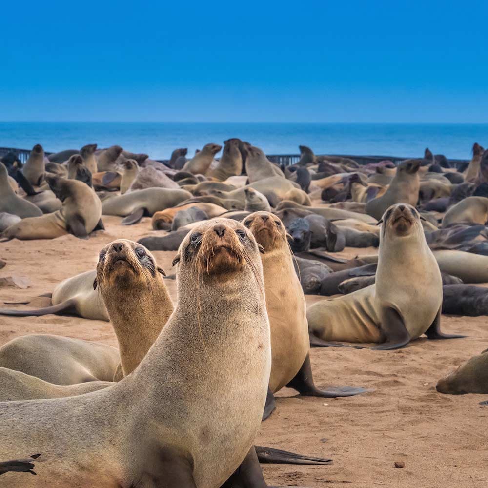 Cape Cross — Namibia, Africa