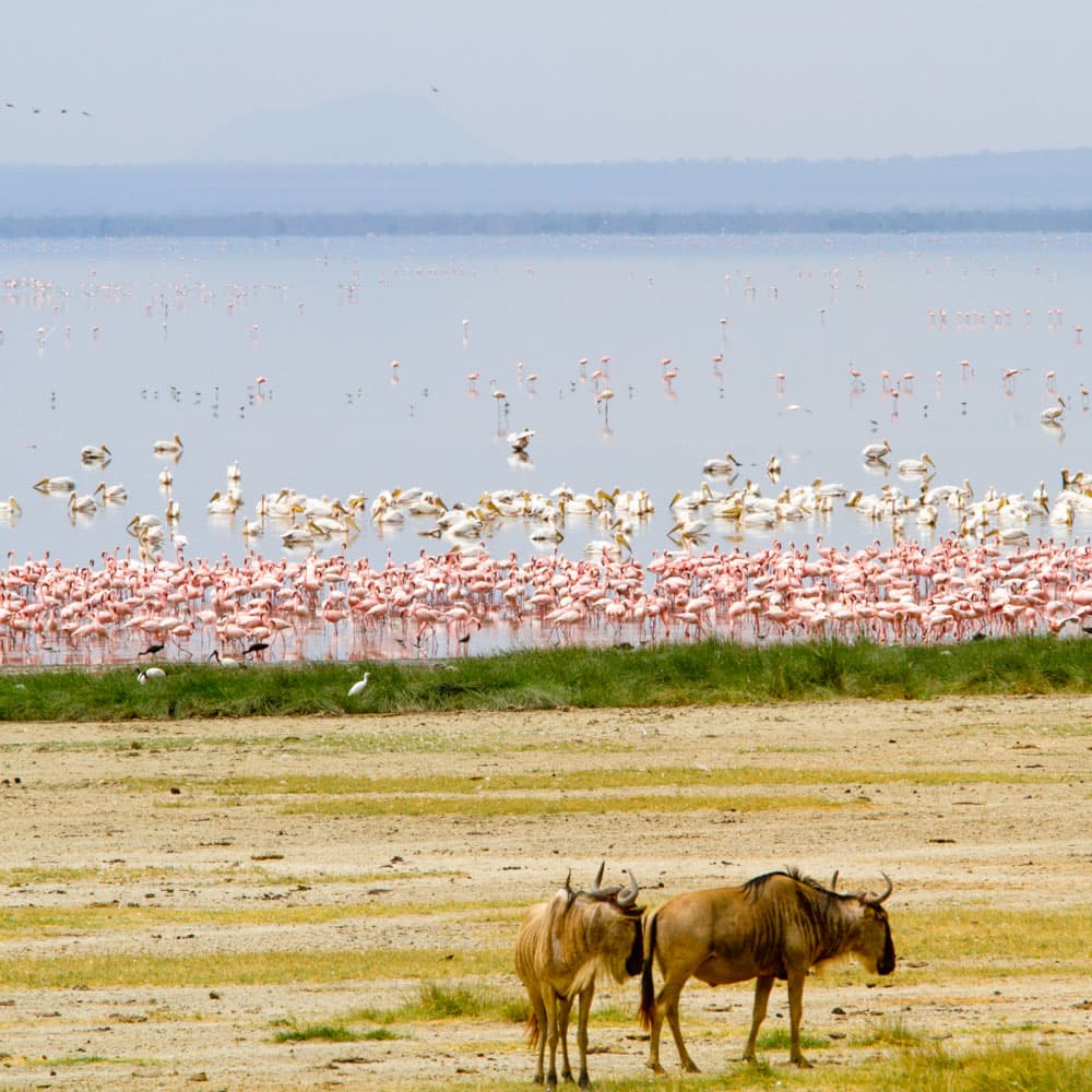 Lake Manyara — Tanzania, Africa