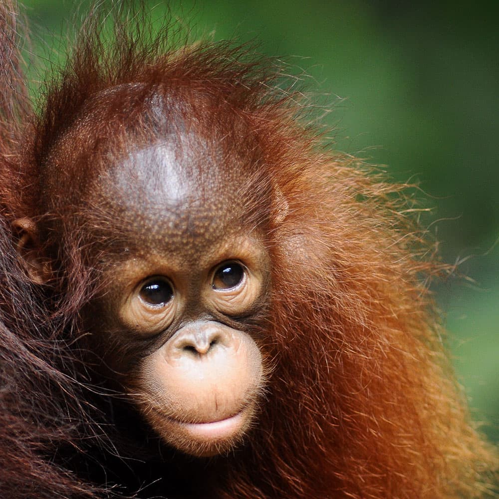 Semenggoh Nature Reserve — 