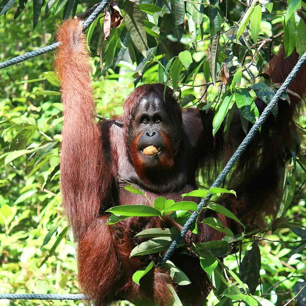 Semenggoh Nature Reserve — 