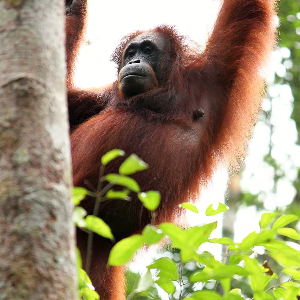 Semenggoh Nature Reserve — 