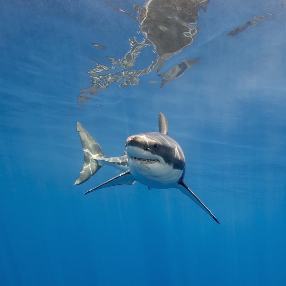 Calypso Shark Cage Diving — 