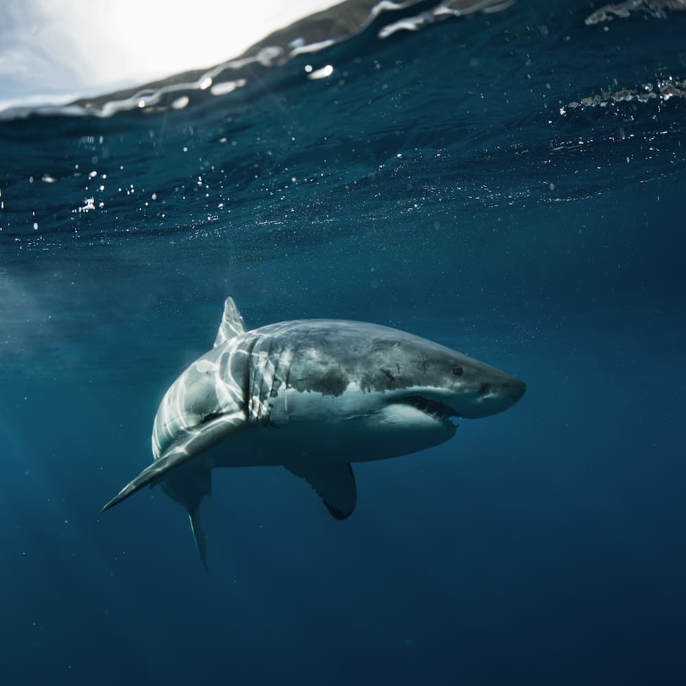 Calypso Shark Cage Diving — 