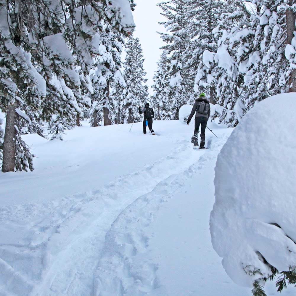 Chickadee Ridge — 