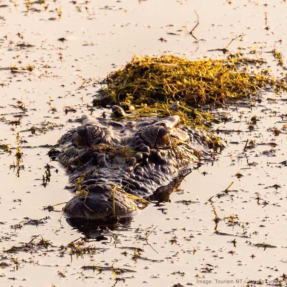 Yellow Water Billabong — The NT, Australia, Oceania