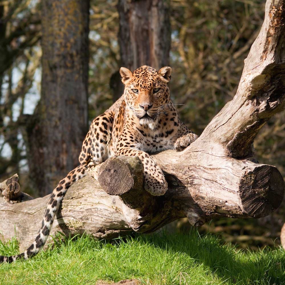 Yala National Park — Sri Lanka, Asia