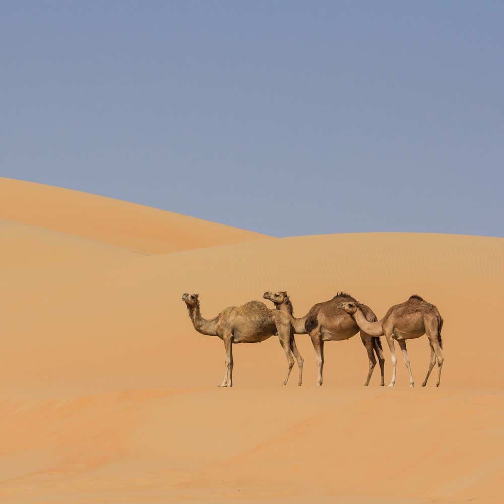Liwa Oasis — 