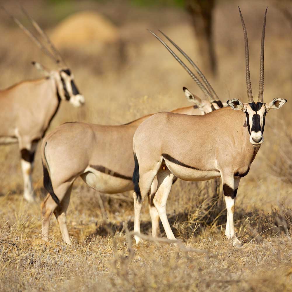 Samburu National Reserve — Kenya, Africa