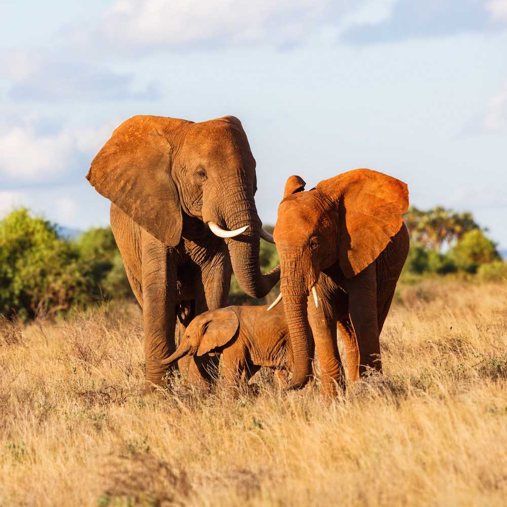 Samburu National Reserve — 