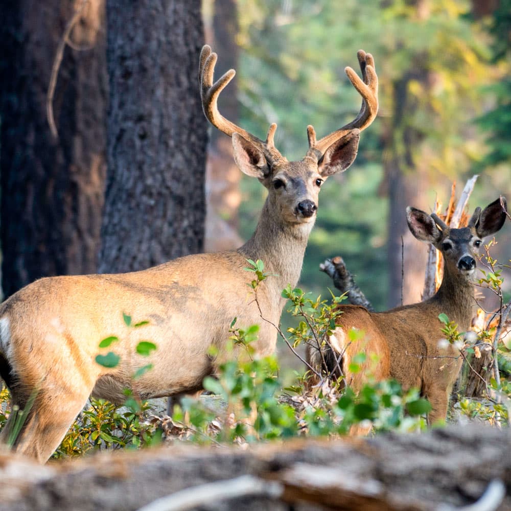 Yosemite National Park — 