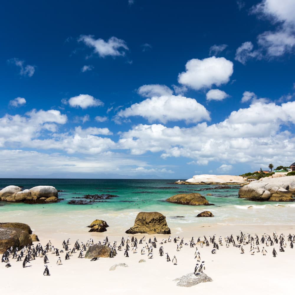 Boulders Beach — South Africa, Africa