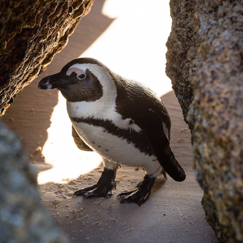 Boulders Beach — 