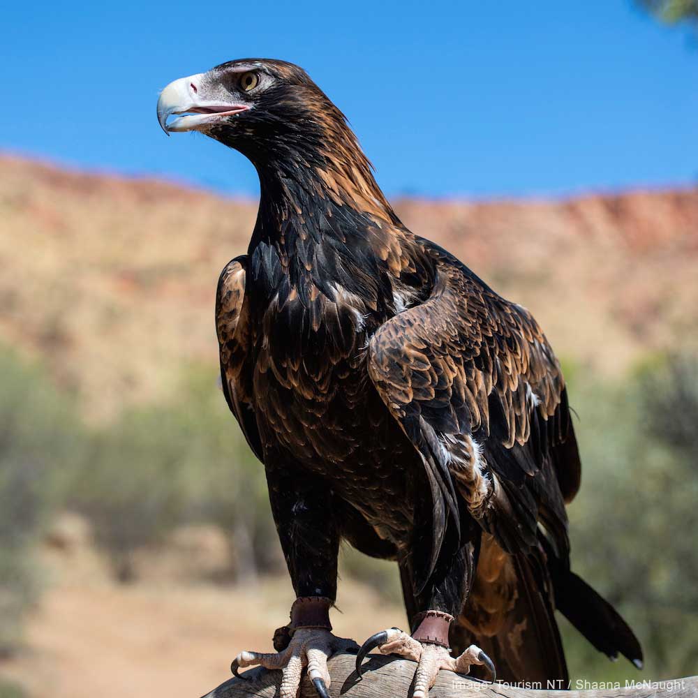 Free-Flying Bird Show — Alice Springs, The NT, Australia, Oceania