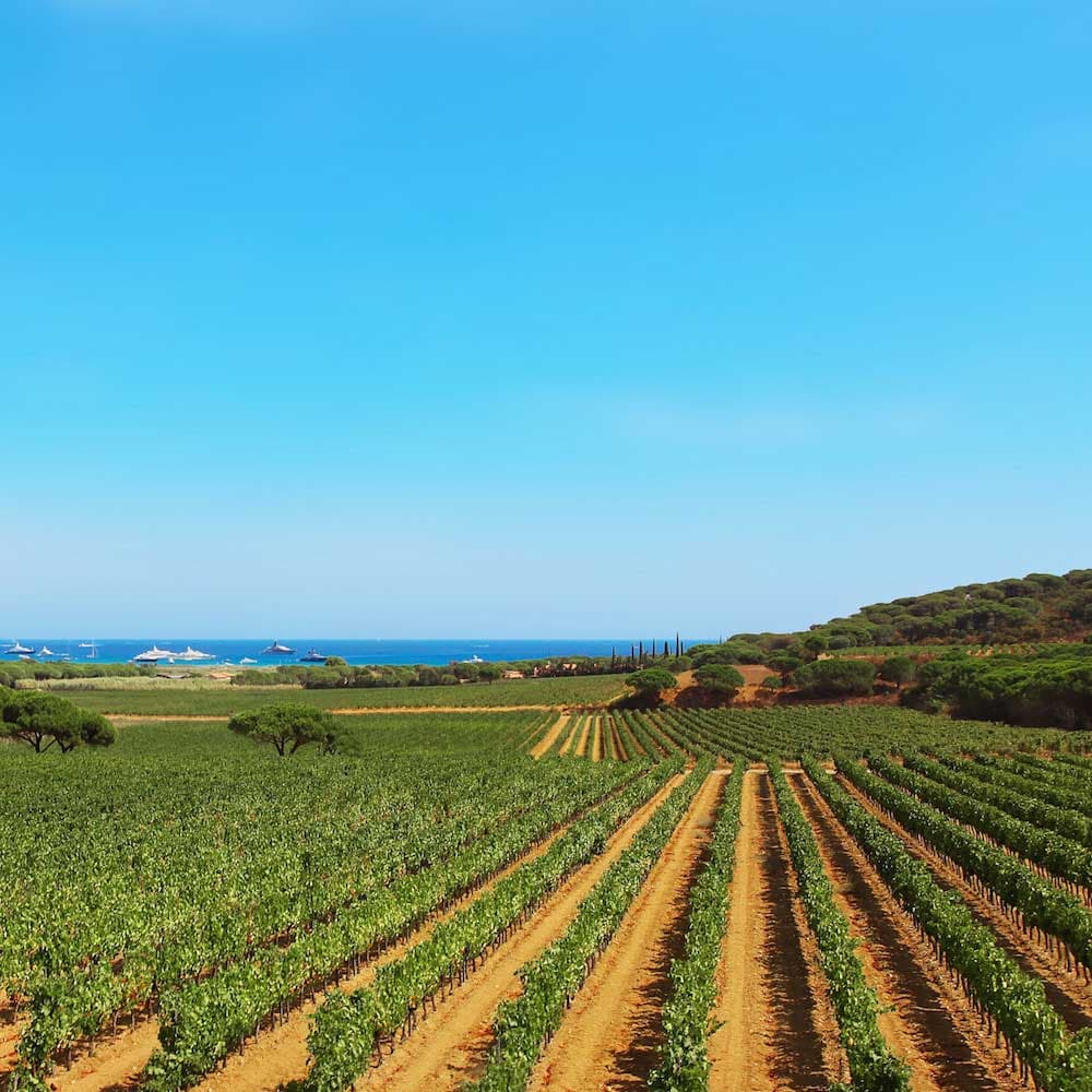 French Riviera Vineyards — France, Western Europe