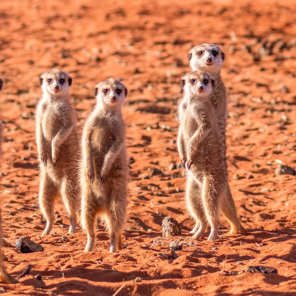 Kalahari Desert — 
