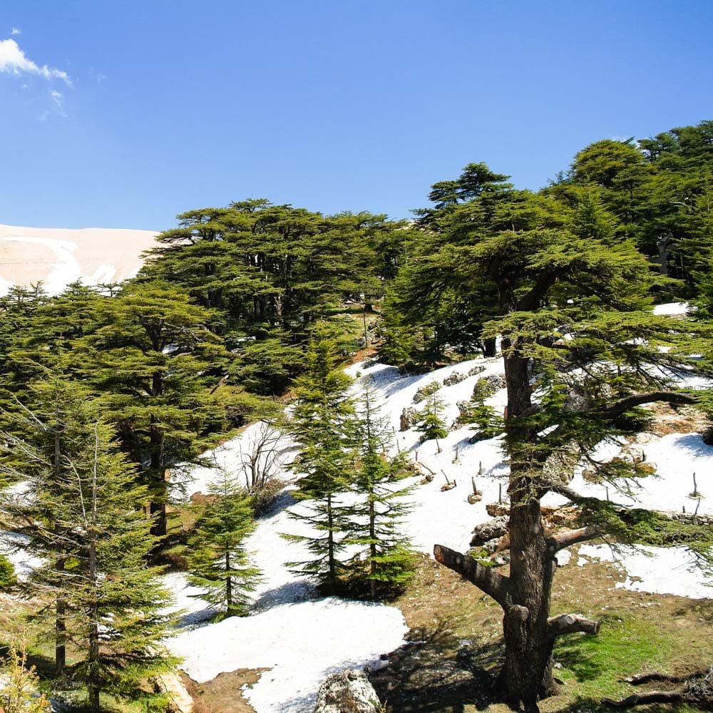 Cedars of God — Lebanon, Middle East