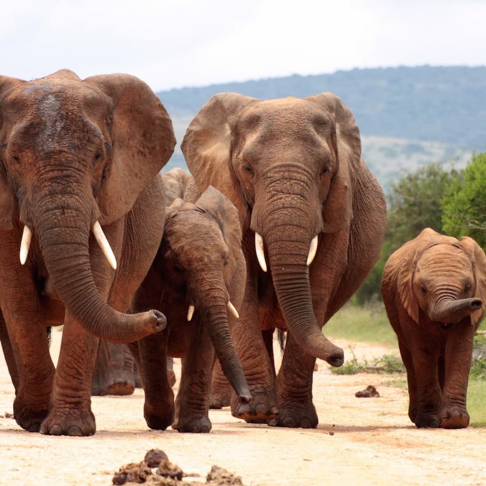 Addo Elephant National Park — 