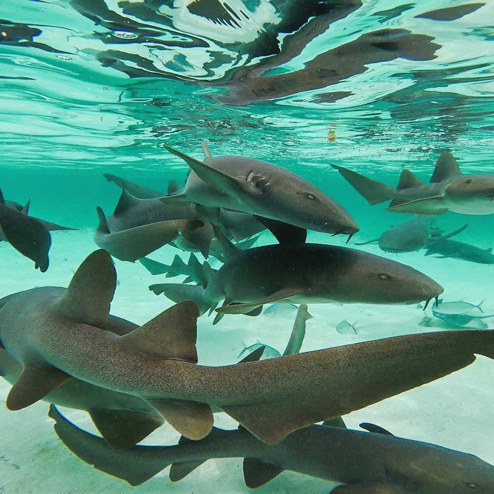 Shark Ray Alley — Belize, Central America