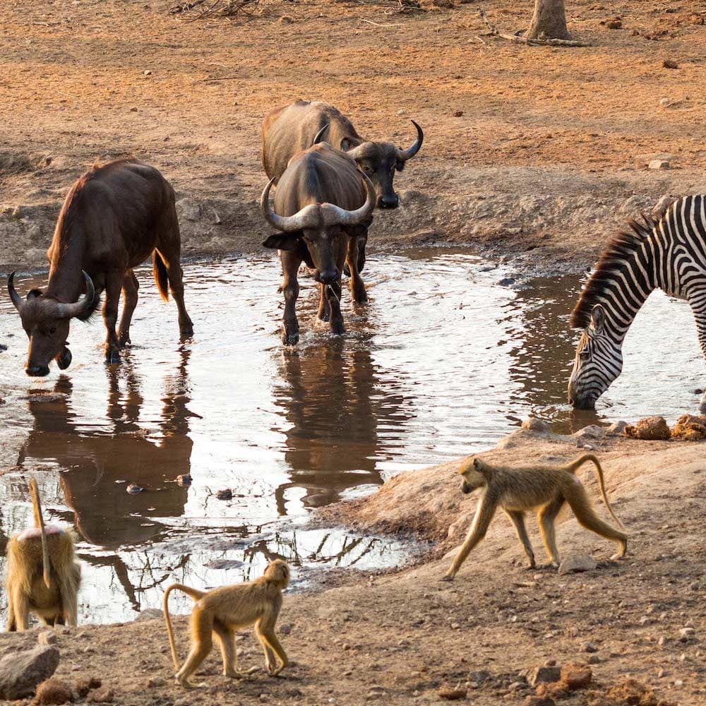 Majete Wildlife Reserve — 
