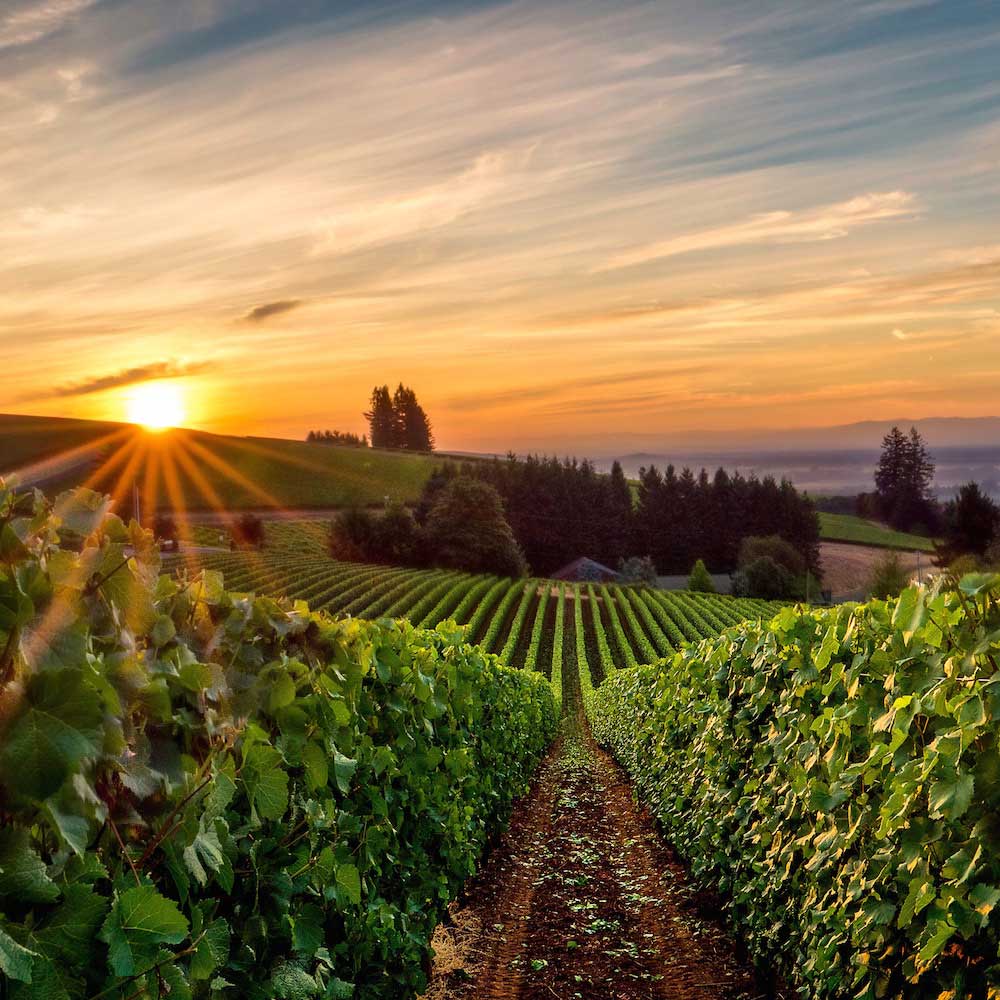 Willamette Valley, Oregon, United States, North America
