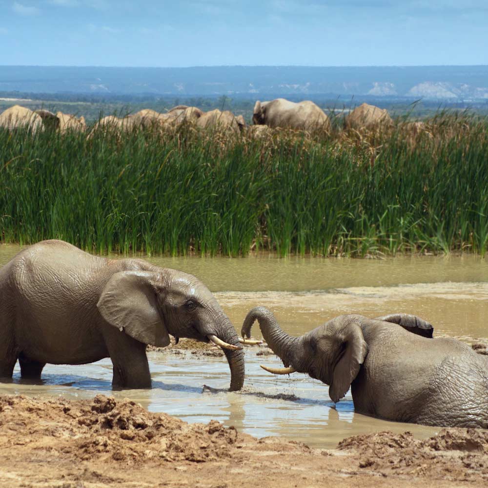 Addo Elephant National Park — 