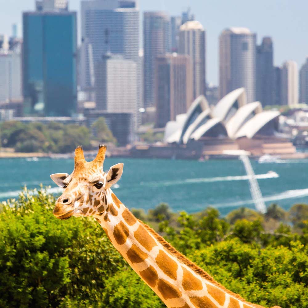 Taronga Zoo — Sydney, New South Wales, Australia, Oceania