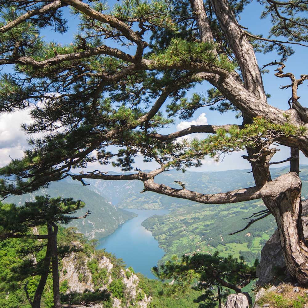 Tara — Serbia, Eastern Europe