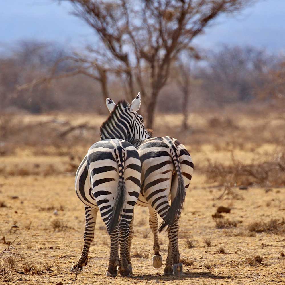 Buffalo Springs National Reserve — Kenya, Africa