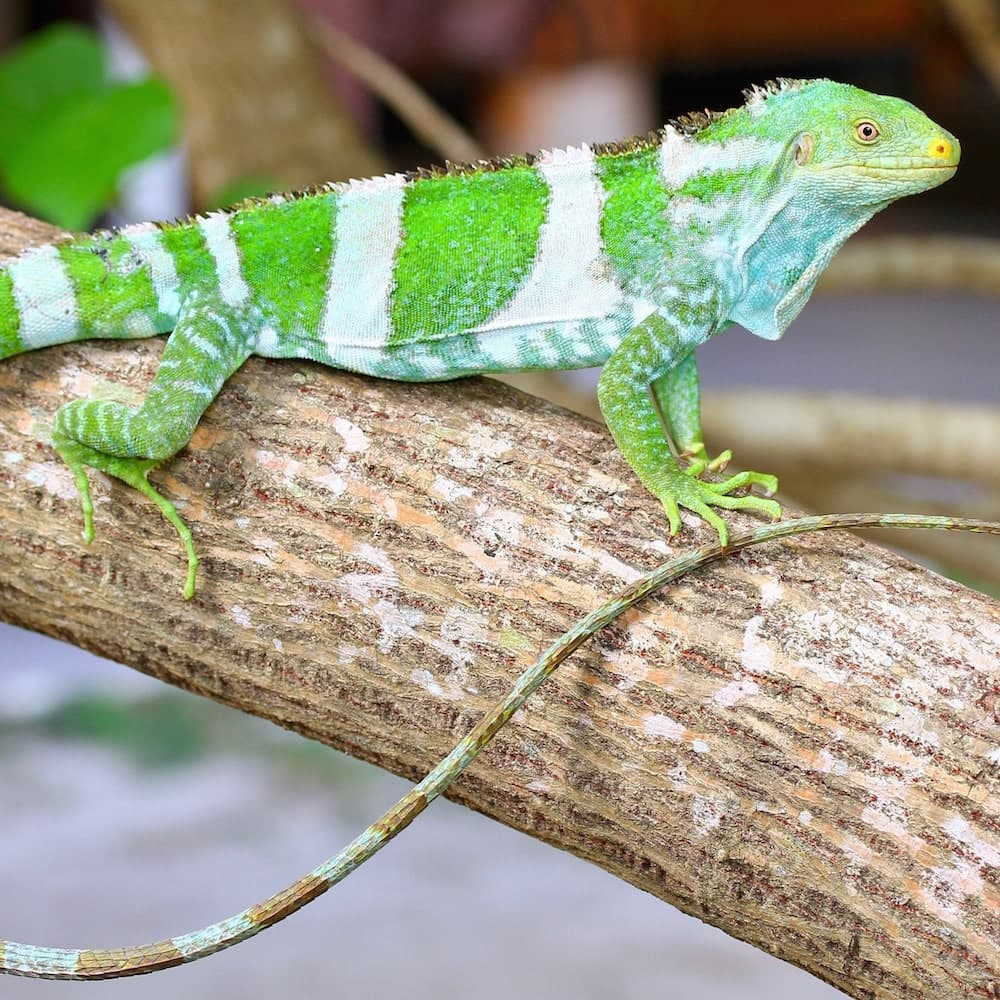 Fijian Crested Iguana Experience — Fiji, Oceania