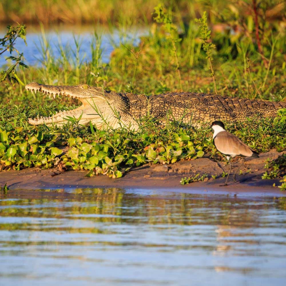 Liwonde National Park — Malawi, Africa