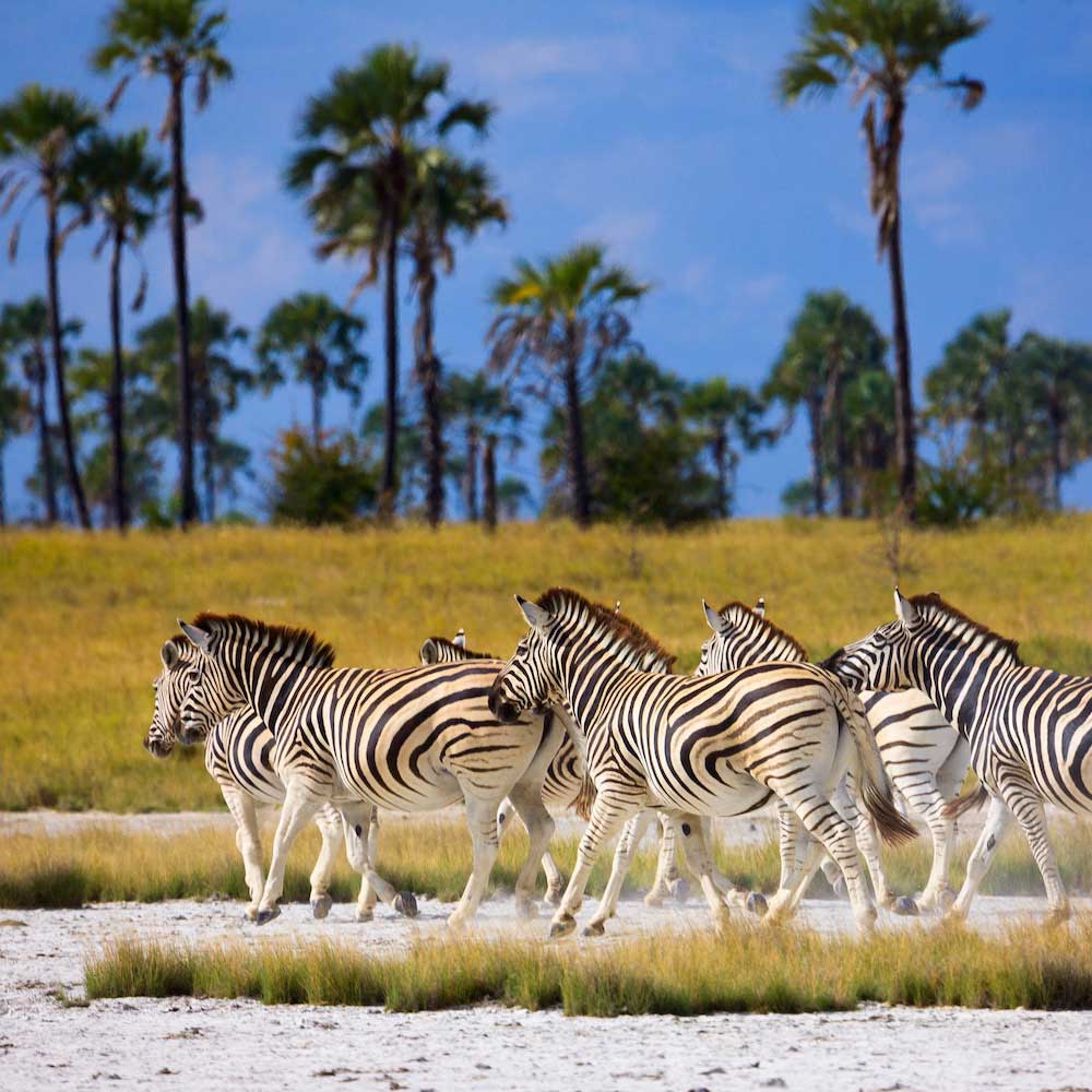 Makgadikgadi Pans National Park — Botswana, Africa