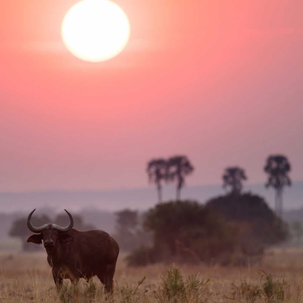 Liwonde National Park — 