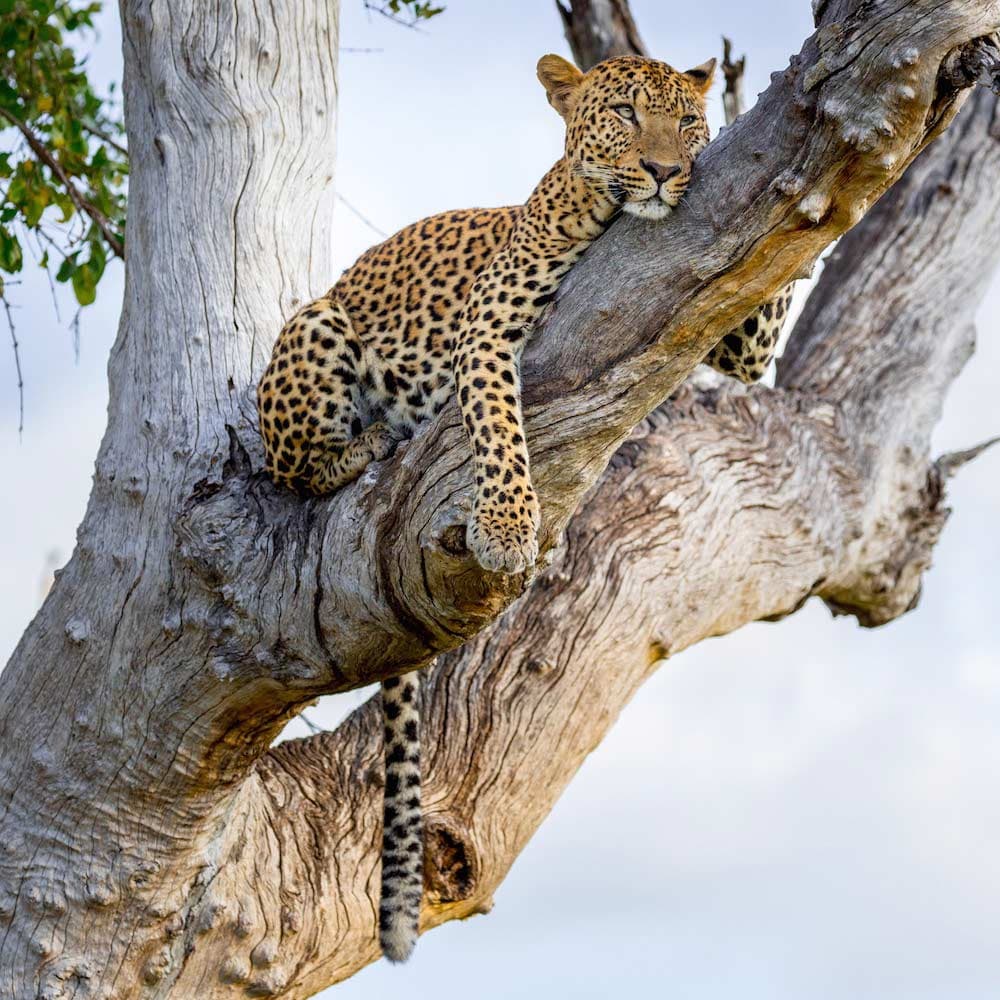 South Luangwa National Park — 