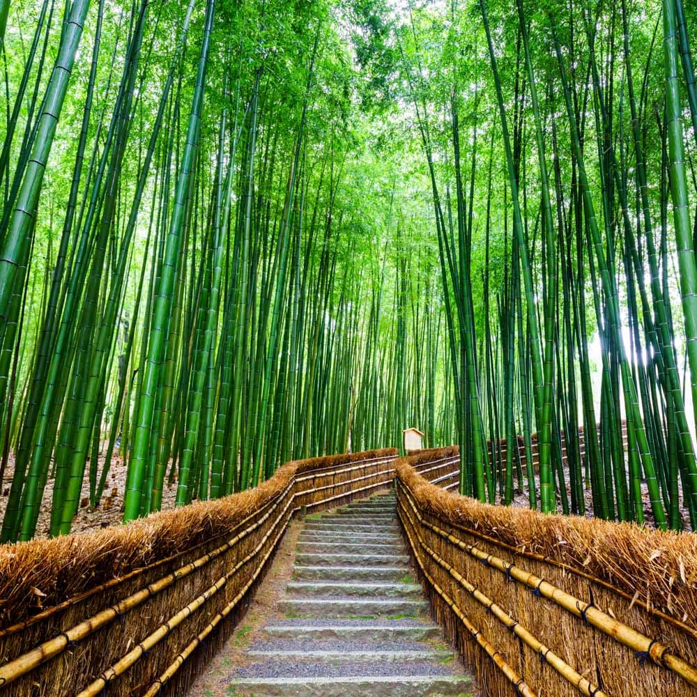 Arashiyama Bamboo Forest, Kyoto — Japan, Asia