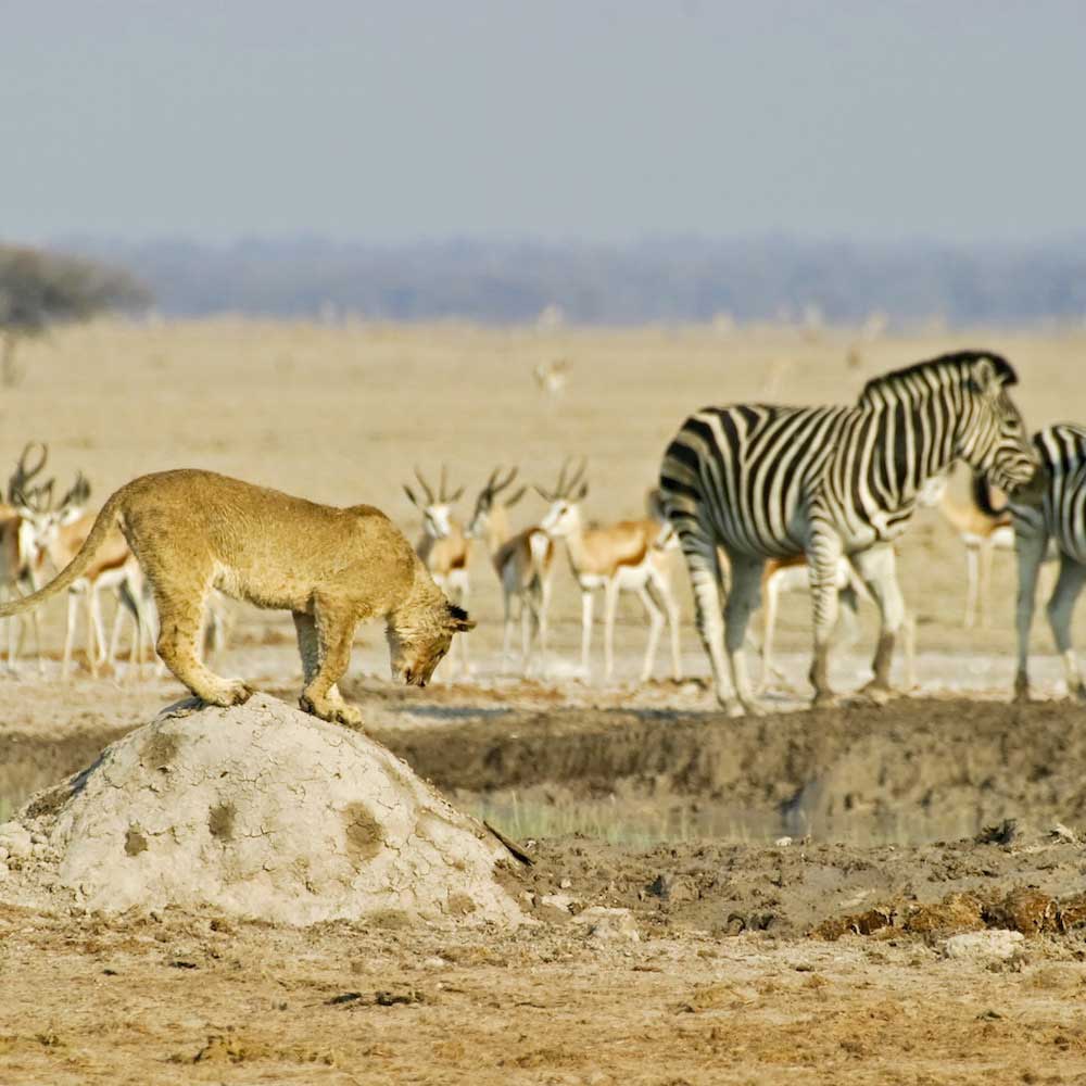Nxai Pan National Park — Botswana, Africa